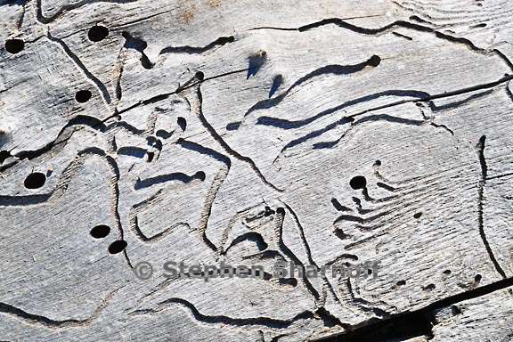 arroyo log 1 graphic